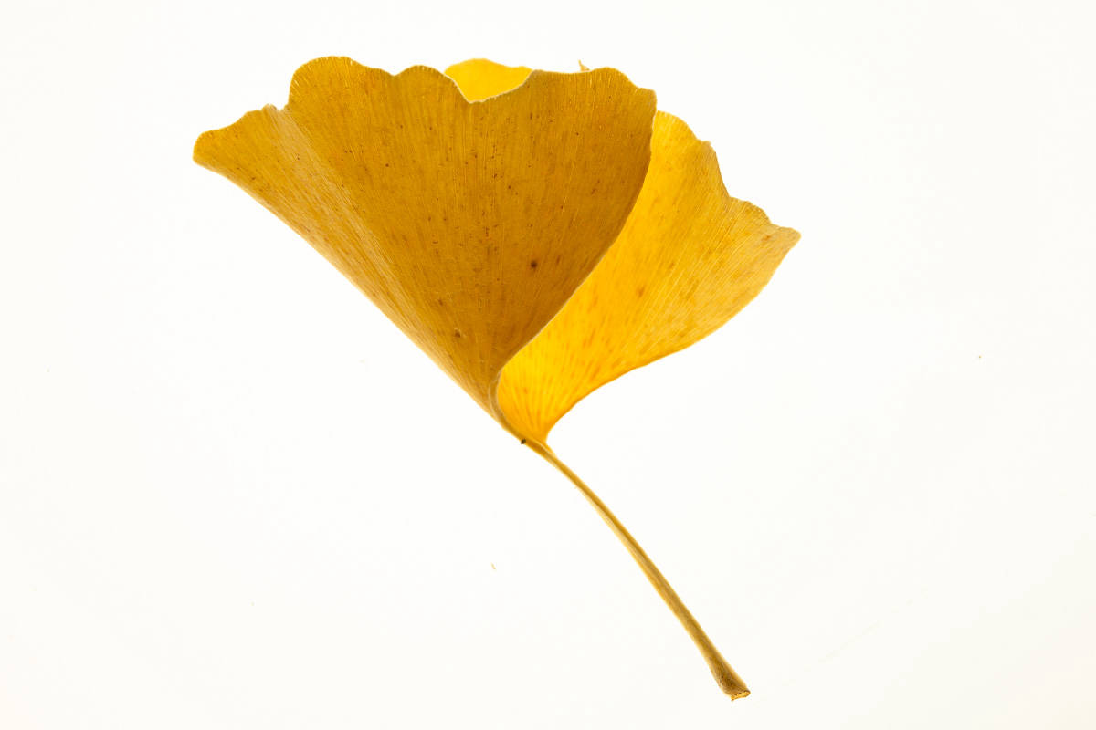 Gingko-Blatt im Herbst