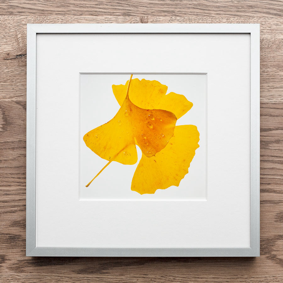 Ginkgo 4 im Art-Shop dreiXdrei.de von Andreas Caspari